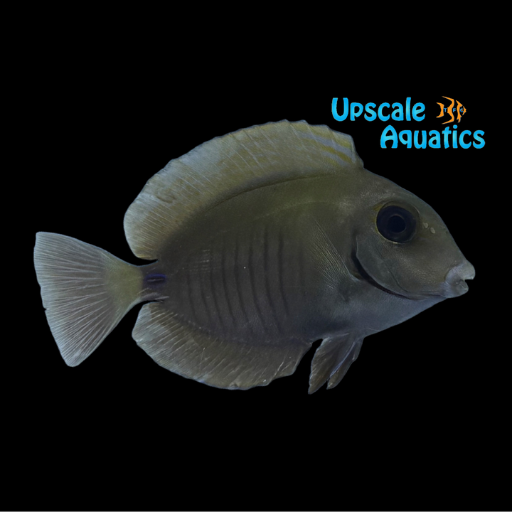 Doctor Tang (Acanthurus chirurgus)