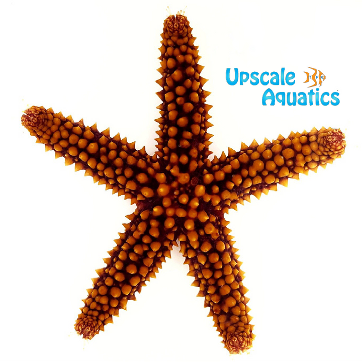 Orange Ridge Starfish (Echinaster spinulosus)
