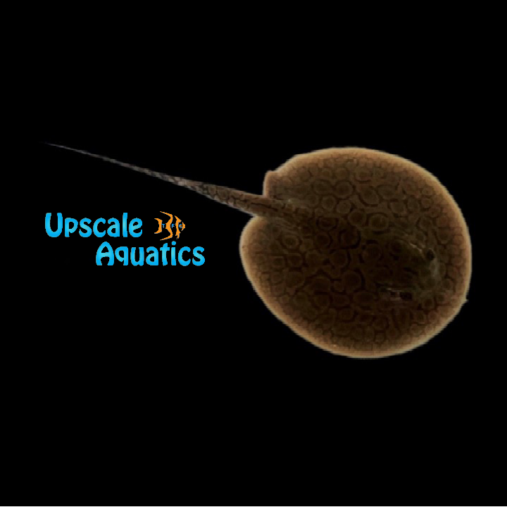 Hybrid Motoro Stingray - Captive Bred (Potamotrygon sp.)