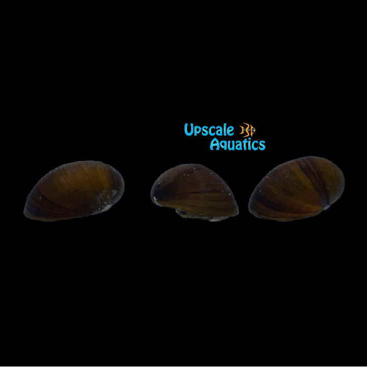 Black Racer Nerite Snail (Neritina pulligera)