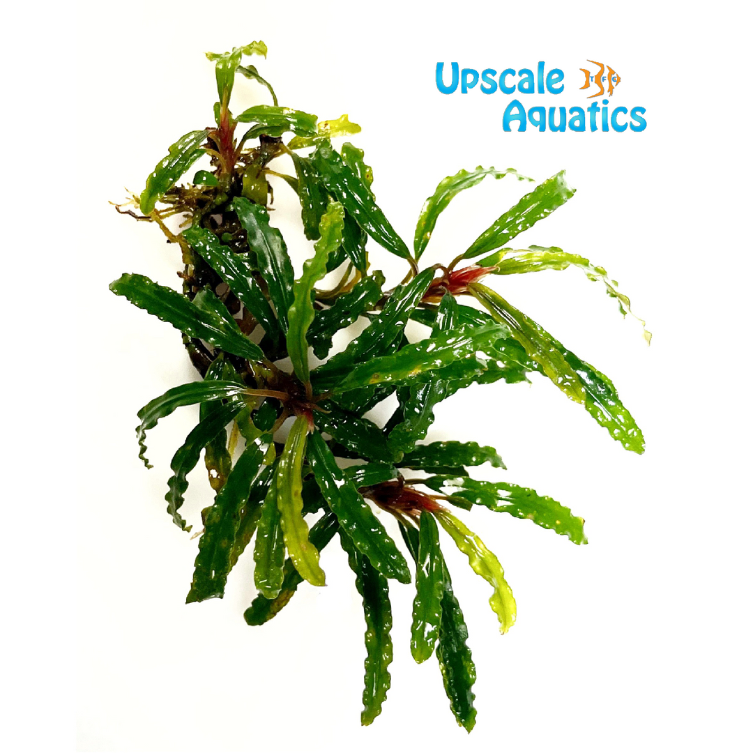 Velvet 3 Color Bucephalandra