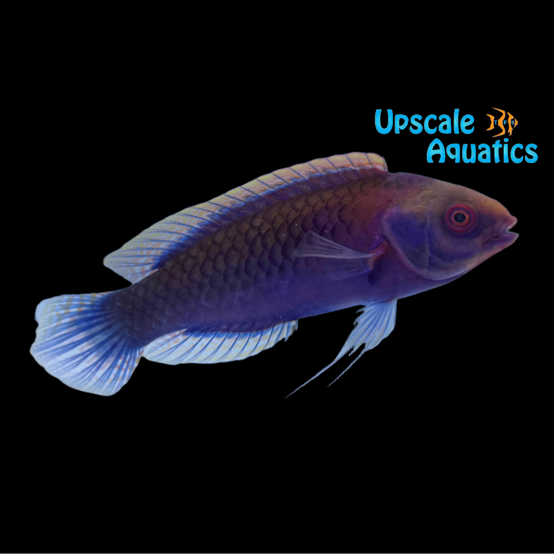 Darwin Glow Fairy Wrasse (Cirrhilabrus sp.)