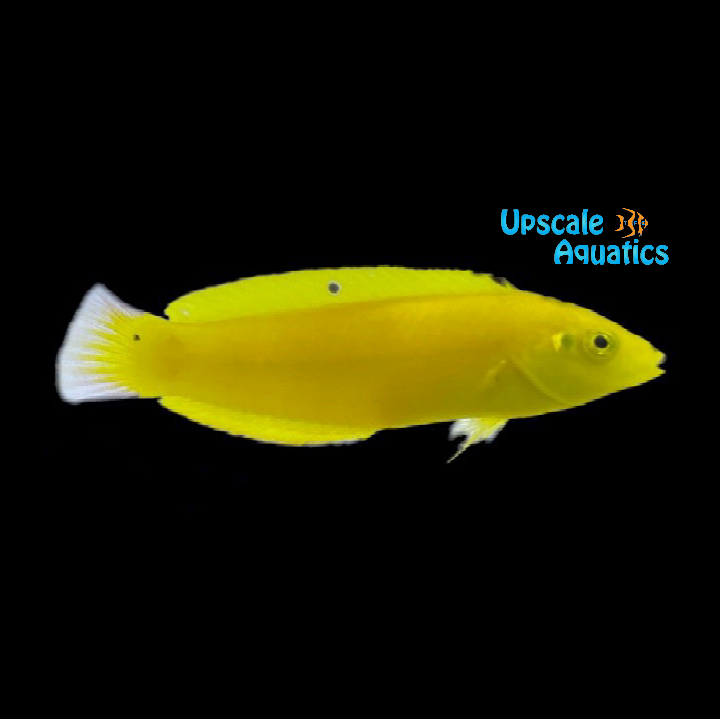 Yellow Coris Wrasse (Halichoeres chrysus)