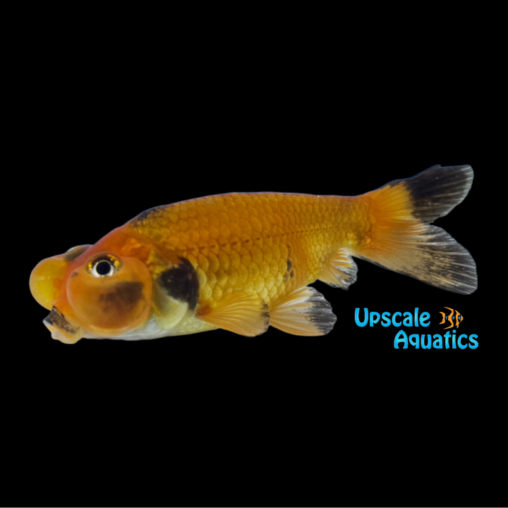 Assorted Bubble Eye Goldfish (Carassius auratus)