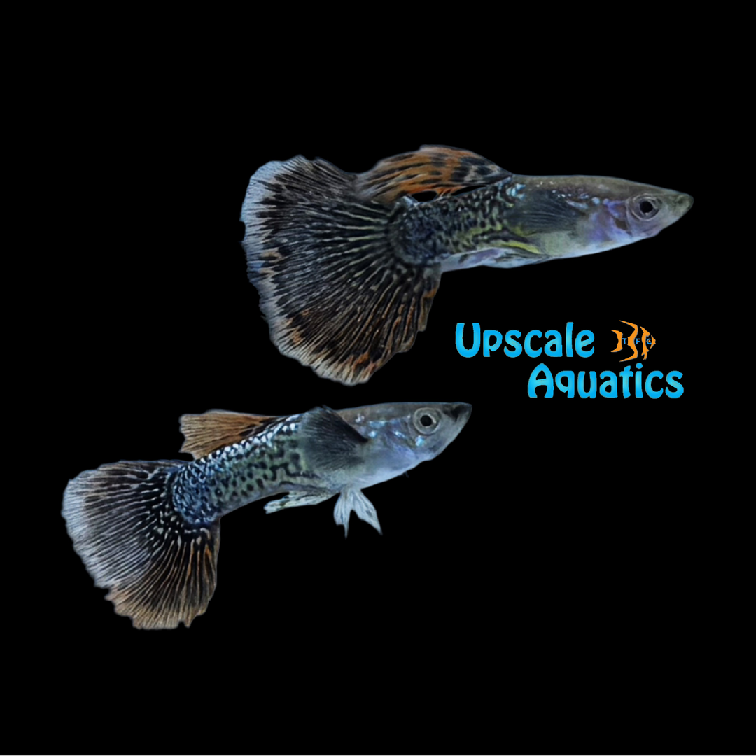 Dragon Mosaic Guppy (Poecilia reticulata)