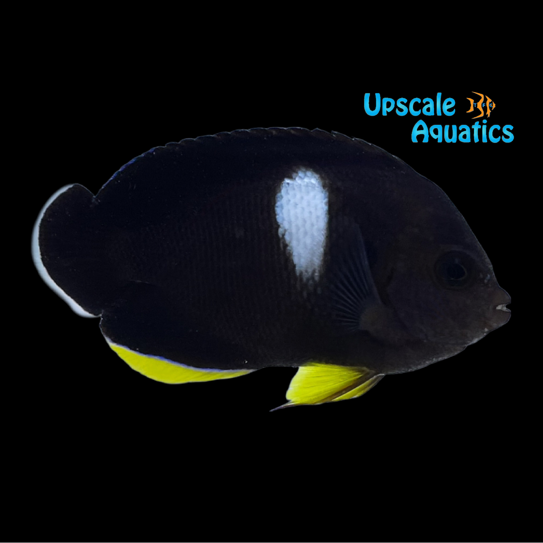 Keyhole Angelfish (Centropyge tibicin)