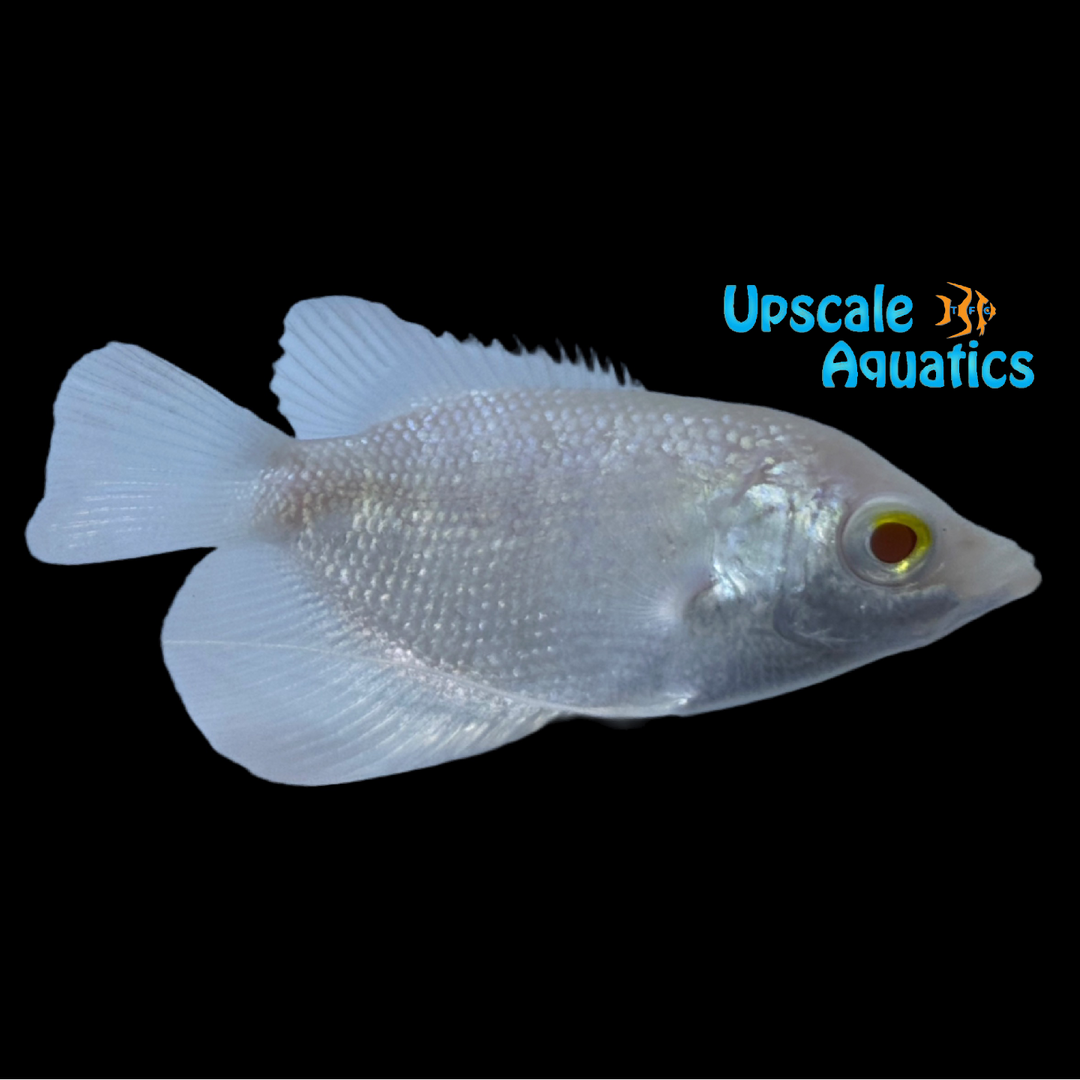 Albino Giant Gourami (Opshronemus goramy)