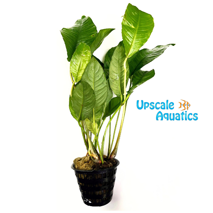 Heterophylla Anubias (Anubias heterophylla)