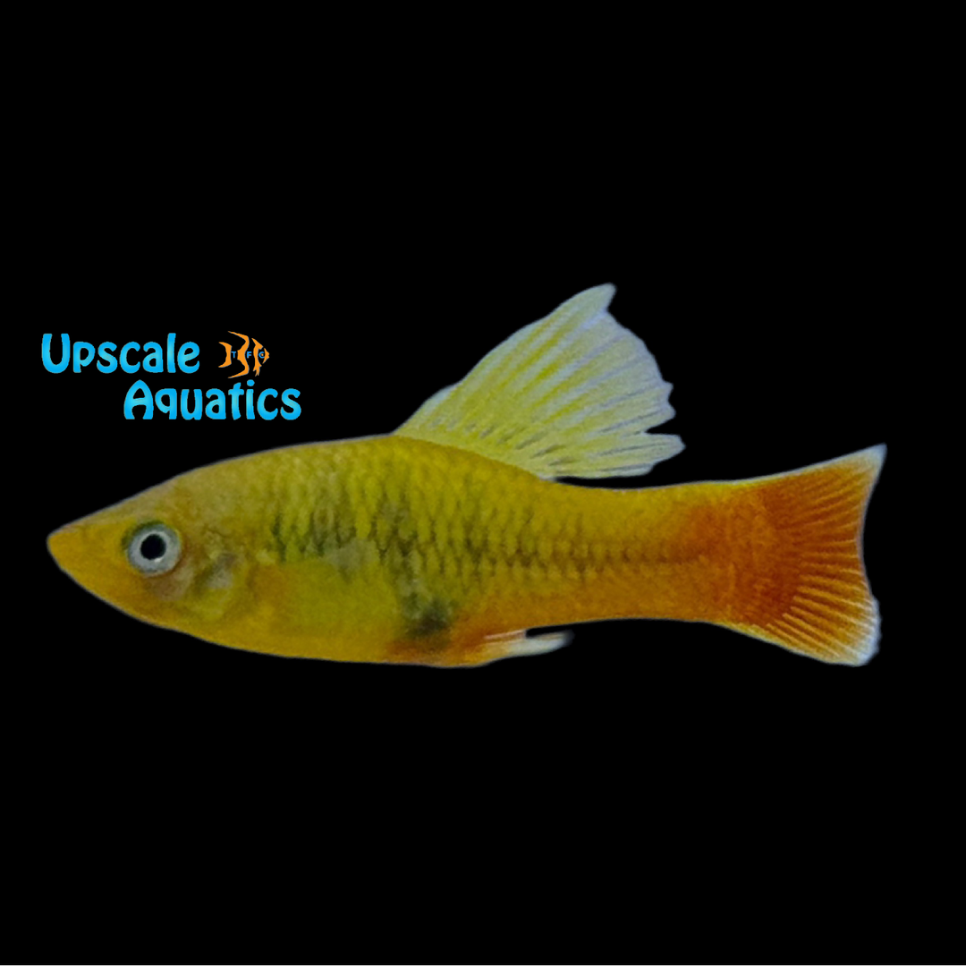 Sunset Highfin Variatus (Xiphophorus variatus)