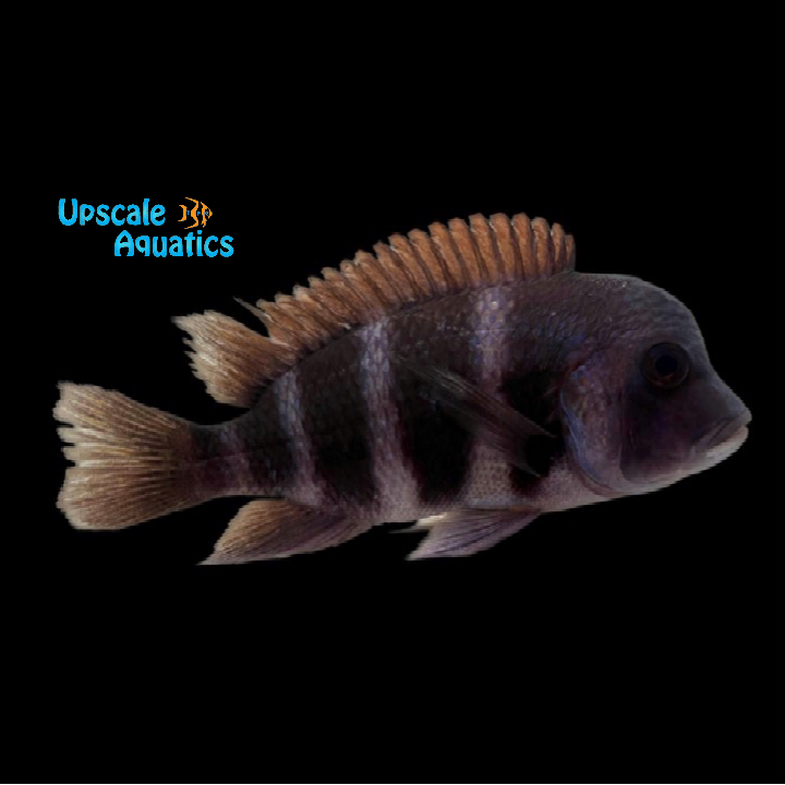Blue Kipili Frontosa (Cyphotilapia gibberosa 'Kipili')