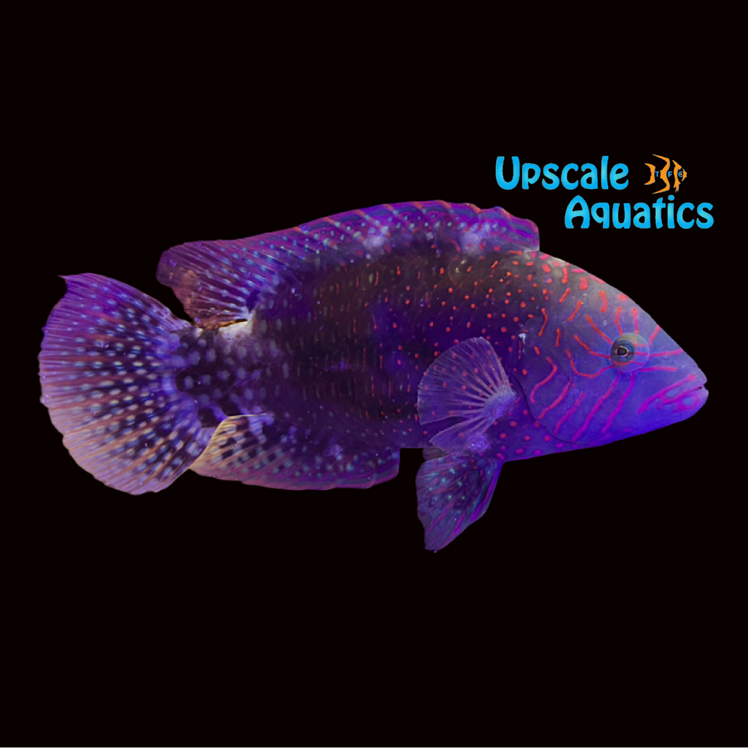 Abudjubbe Wrasse (Cheilinus abudjubbe)