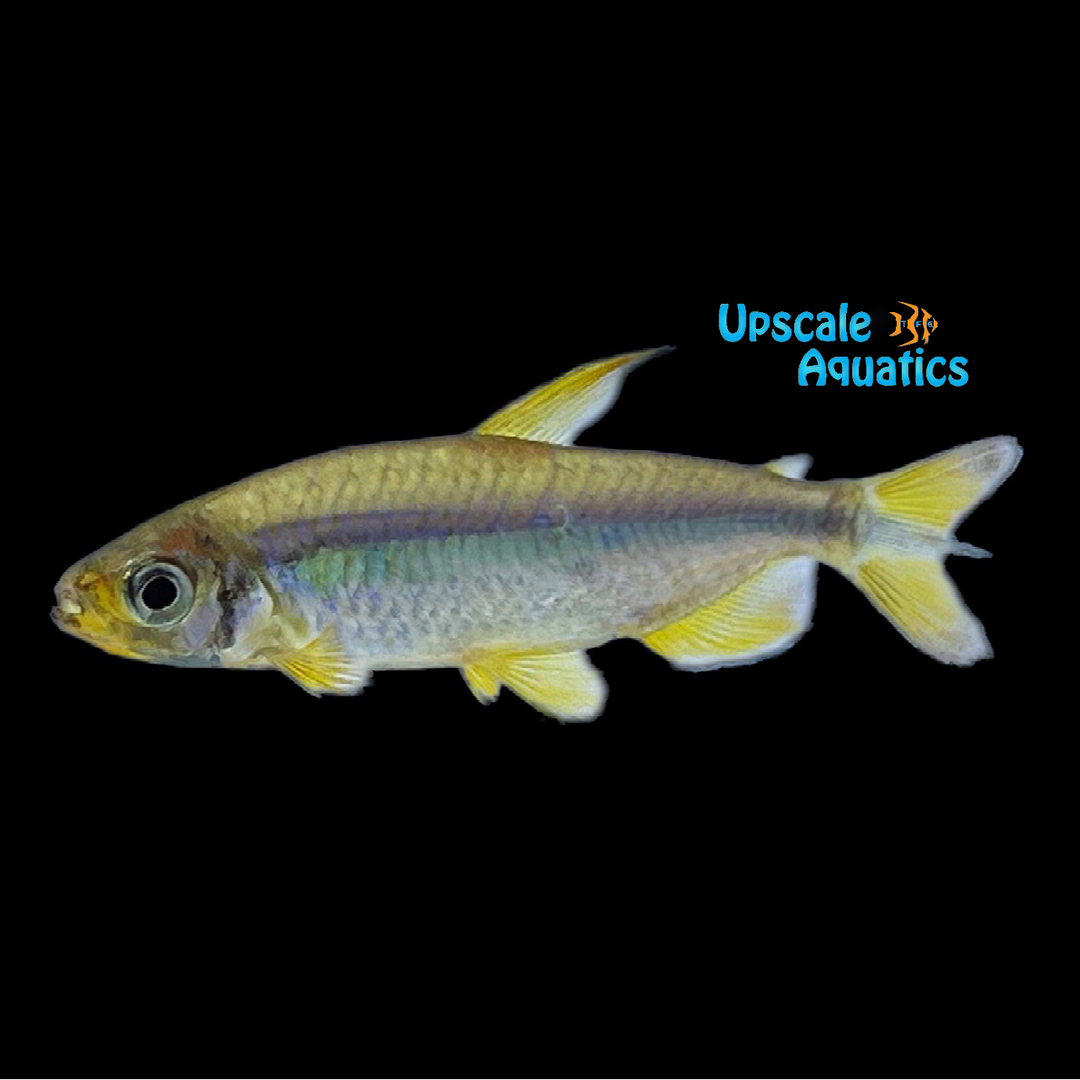 Cherry Red Congo Tetra (Alestopetersius brichardi)