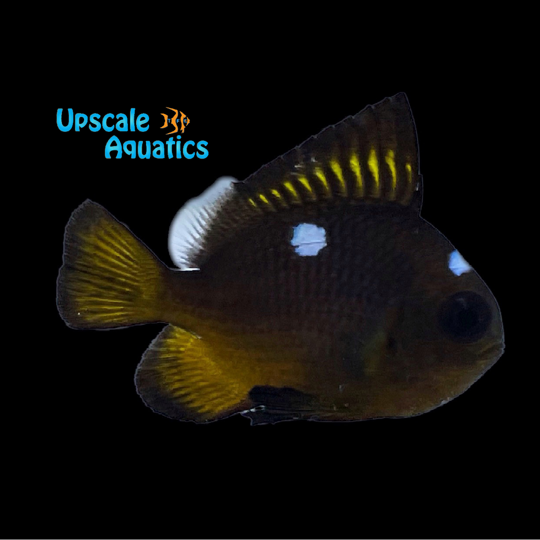 Gold Domino Damsel (Dascyllus auripinnis)