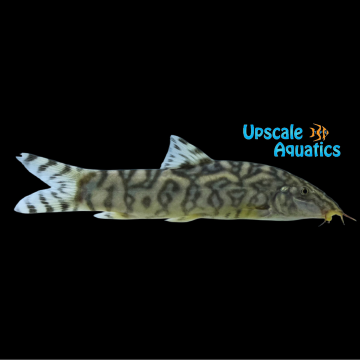 Yo-Yo Loach (Botia almorhae)