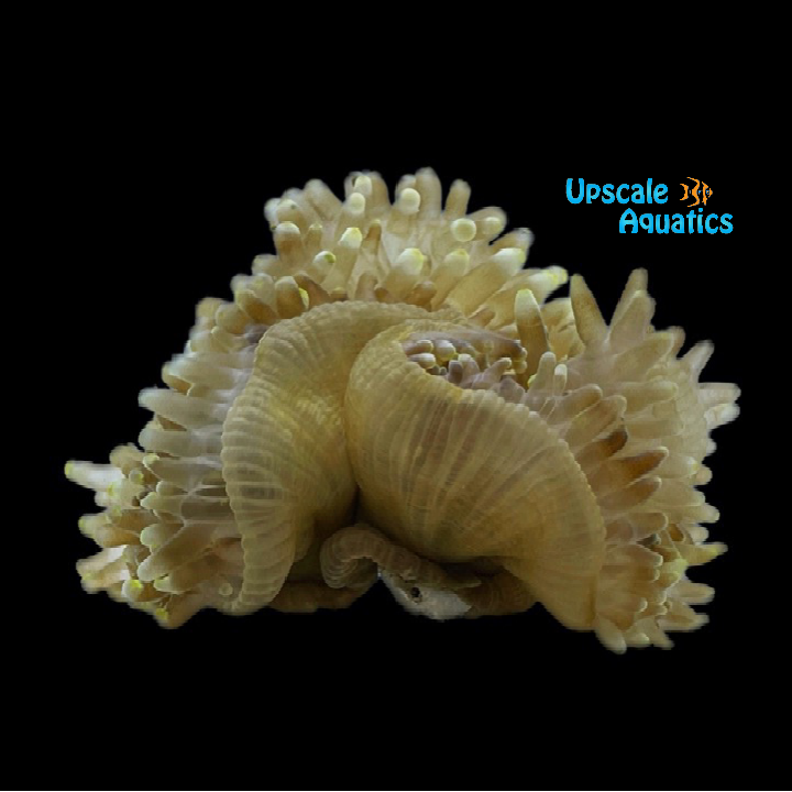 Bubble Tip Anemone (Entacmaea quadricolor)