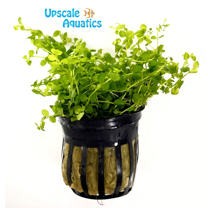 Monte Carlo (Micranthemum 'Monte Carlo')