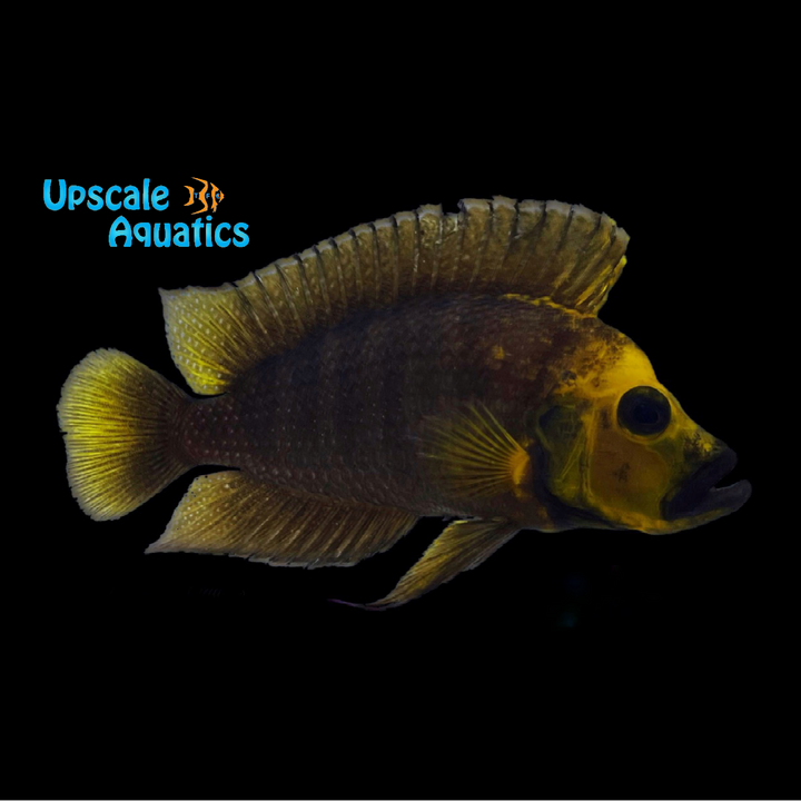 Gold Head Compressiceps (Altolamprologus compressiceps)