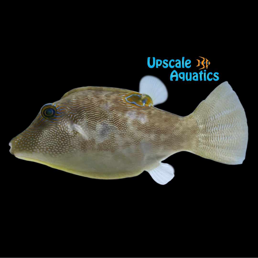 Fingerprint Toby Puffer (Canthigaster compressa)
