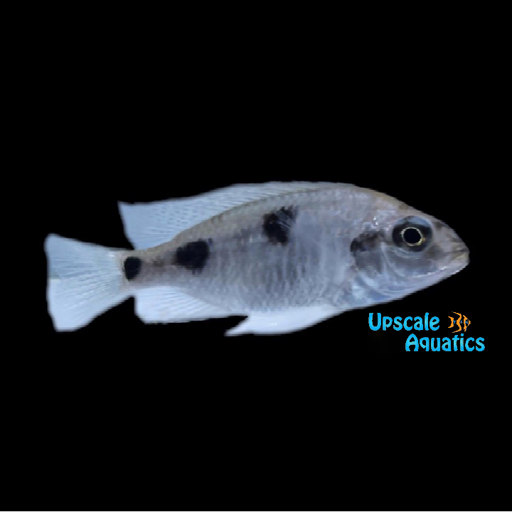 Auromarginatus Mara Hap (Otopharynx sp. auromarginatus mara 'Mala Point')