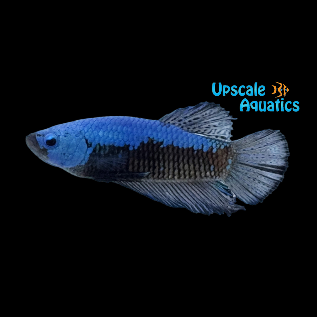 Blue Dragon Dragon Plakat Betta - Male (Betta splendens)