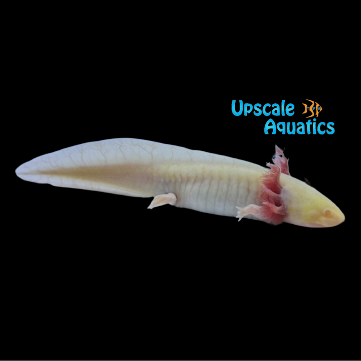 GFP Albino Melanoid Axolotl (Ambystoma mexicanum)