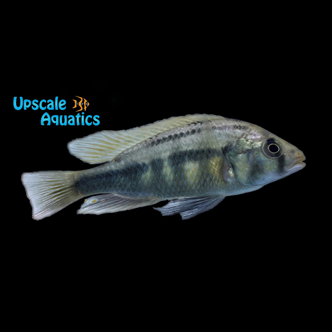 Kenya Gold Hap (Haplochromis kenya gold)