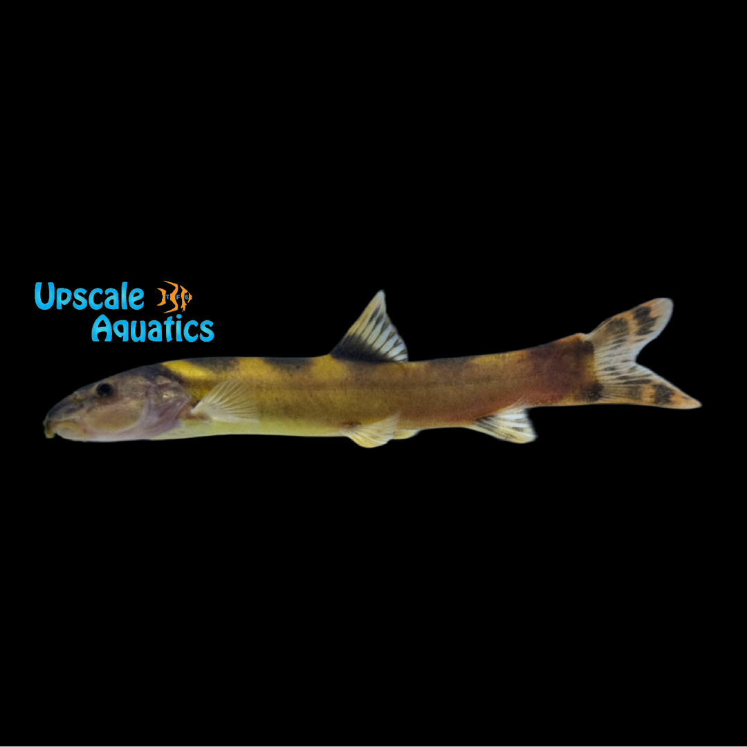 Royal Clown Loach (Leptobotia pellegrini)
