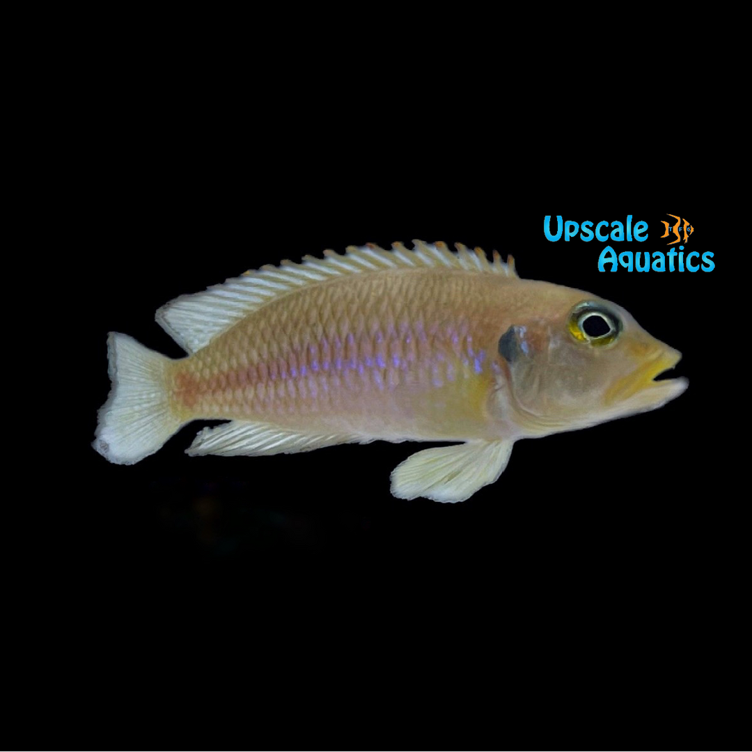 Gold Ocellatus Cichlid (Lamprologus ocellatus gold)