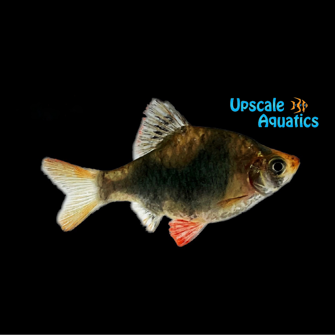 Green Tiger Barb (Puntigrus tetrazona)