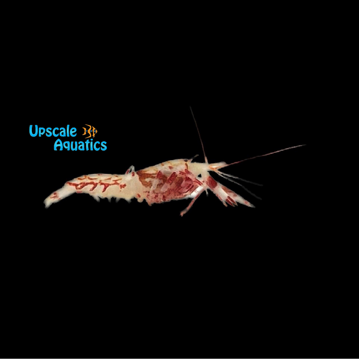 Candy Cane Pistol Shrimp (Alpheus sp.)