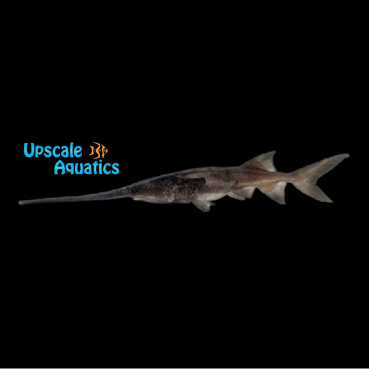 Paddlefish (Polyodon spathula)