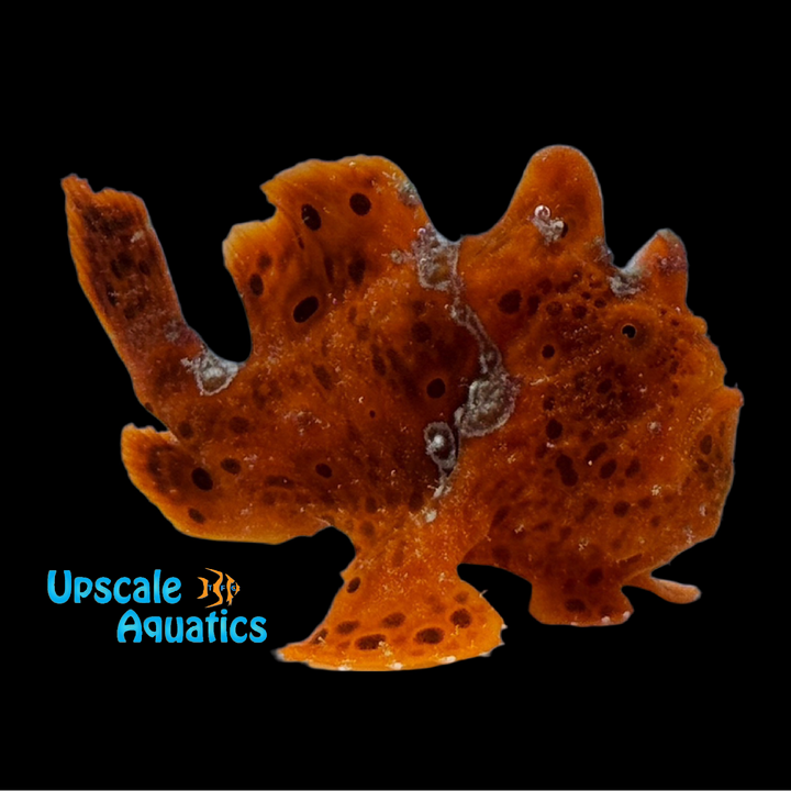 Neon Red Wartskin Angler (Antennarius maculatus)