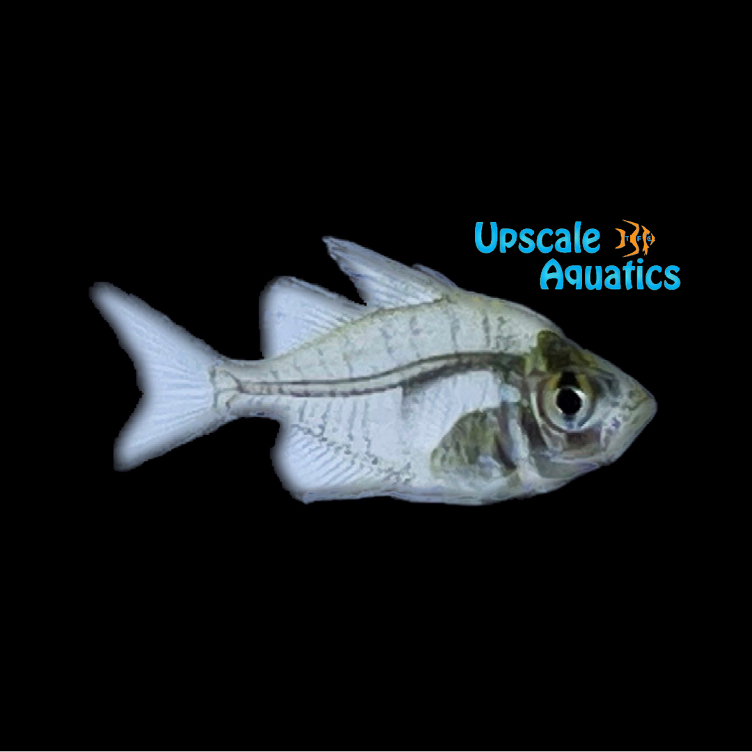 Indian Glass Fish (Parambassis ranga)