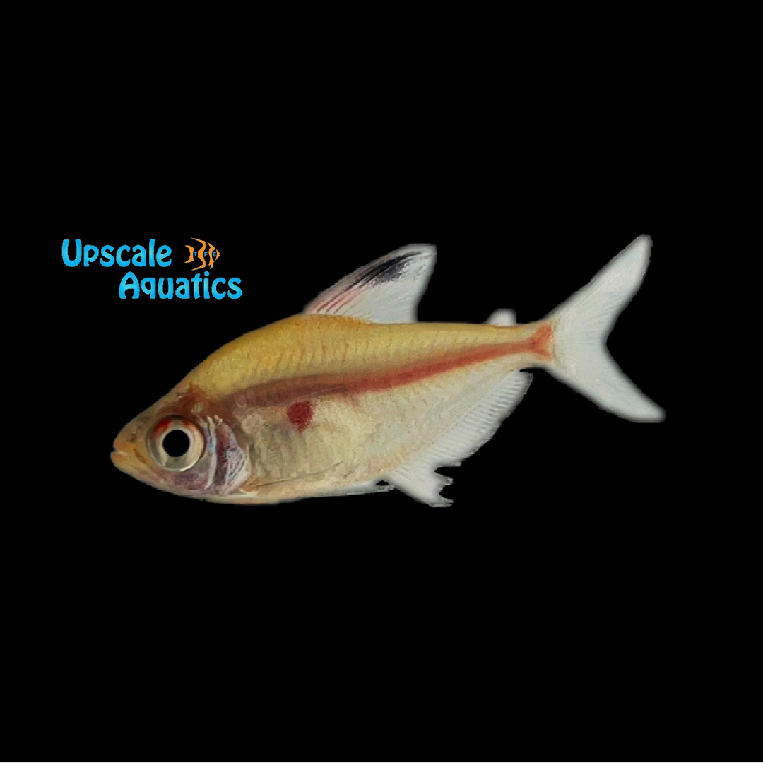 Bleeding Heart Tetra (Hyphessobrycon erythrostigma)