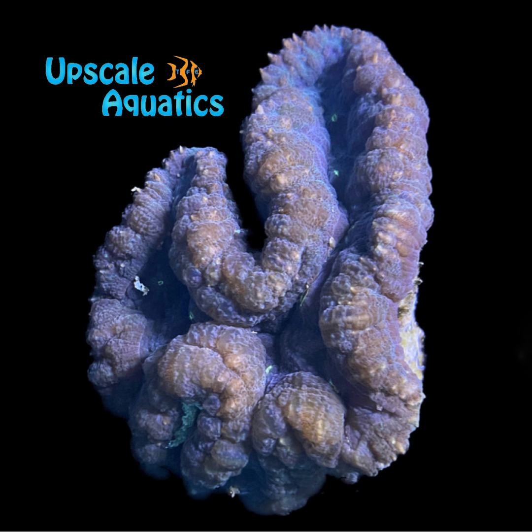 Green Open Brain Coral (Lobophyllia sp.)