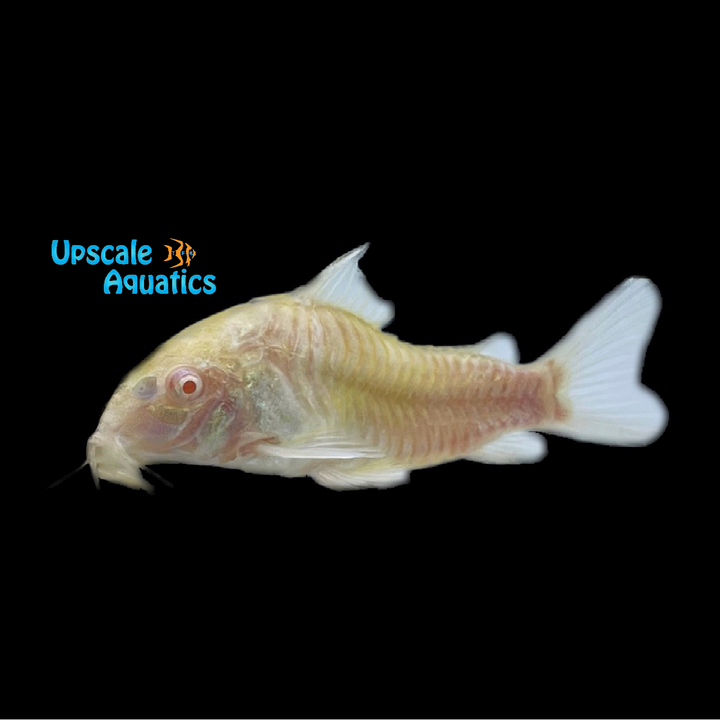 Albino Aeneus Cory (Corydoras aeneus)