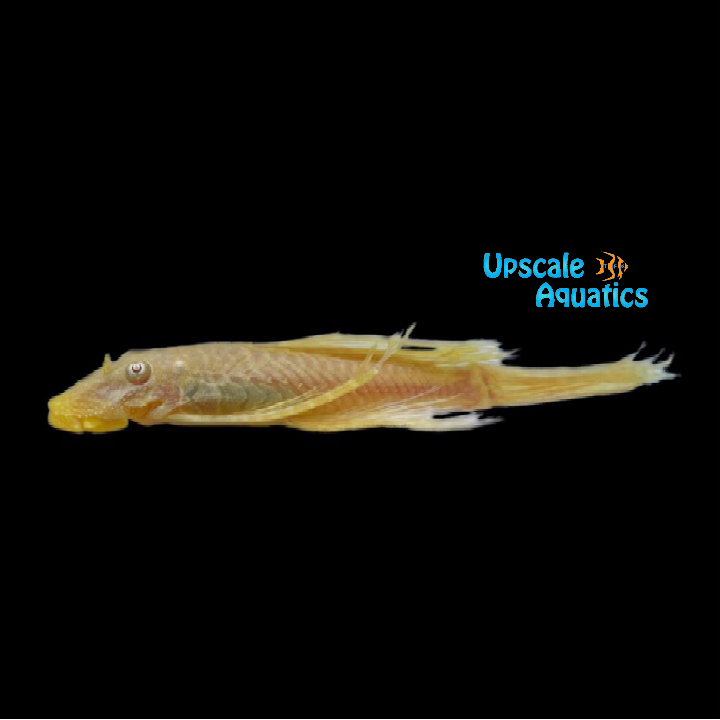 Albino Longfin Bristlenose Pleco (Ancistrus sp.)