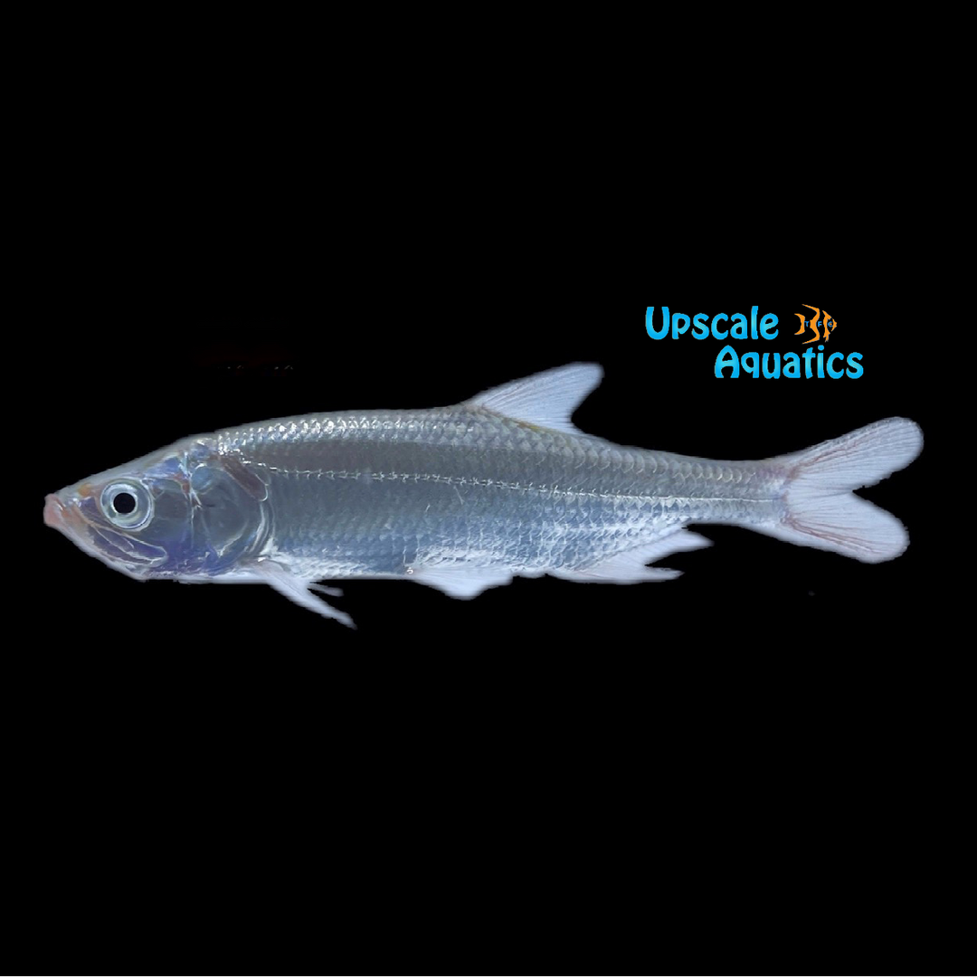 Atlantic Tarpon (Megalops atlanticus)