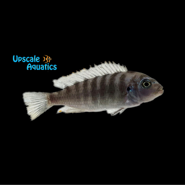 Aurora 'Likoma' Cichlid (Metriaclima aurora likoma)