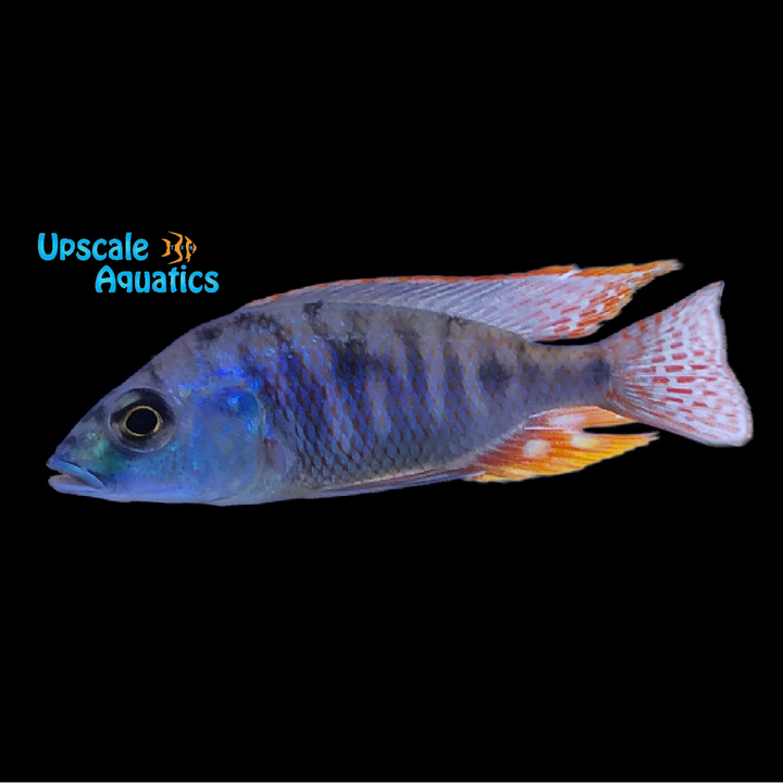 Otopharynx Tetrastigma