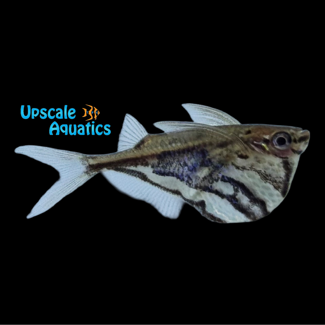 Dark Marbled Hatchetfish (Carnegiella strigata 'Vesca')