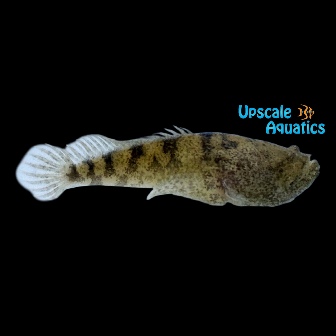 Prehistoric Monsterfish (Thalassophryne amazonica)