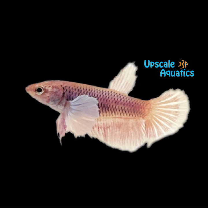 Dumbo Super Delta Betta - Female (Betta splendens)