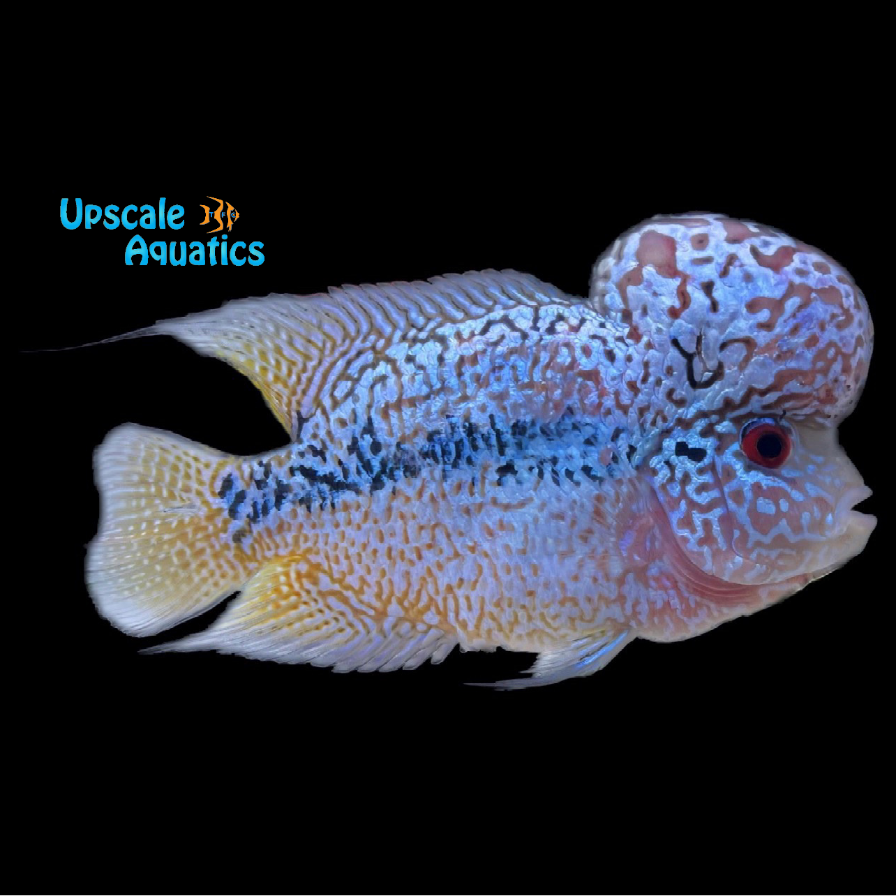 Kamfa Flowerhorn (Cichlasoma x) – Upscale Aquatics