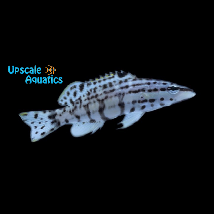 Harlequin Basslet (Serranus tigrinus)