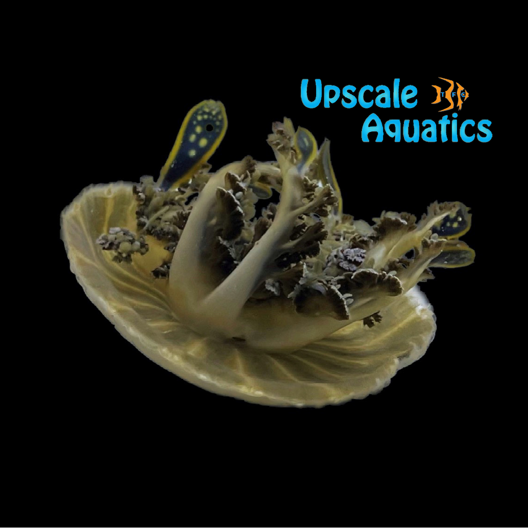 Upside Down Jellyfish (Cassiopea xamachana)