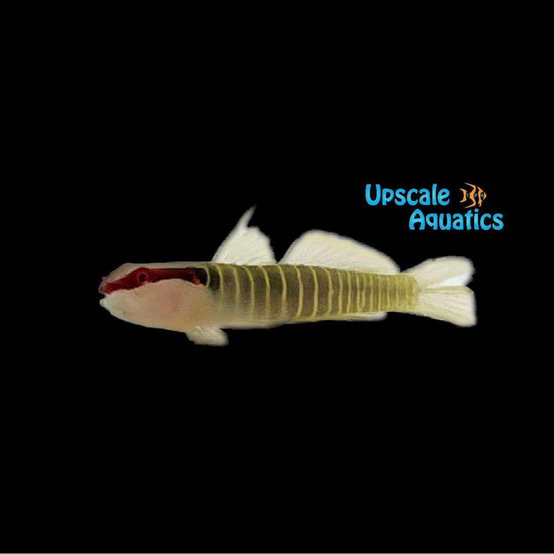Green Banded Goby (Tigrigobius multifasciatus)