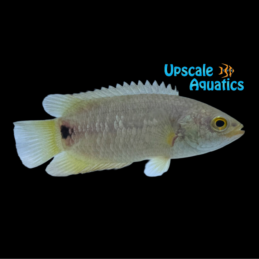 Tailspot Ctenopoma (Ctenopoma kingsleyae)