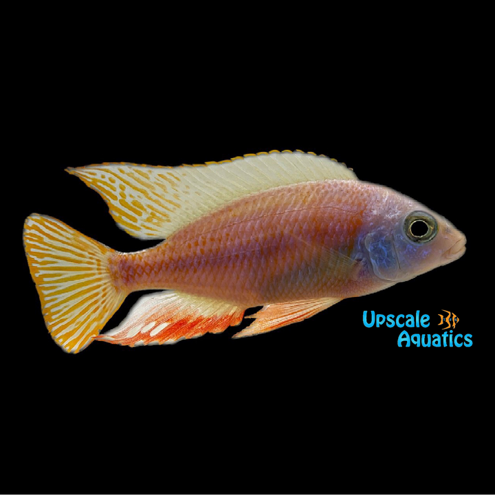 Albino Taiwan Reef (Protomelas sp. 'Steveni Taiwan' albino)