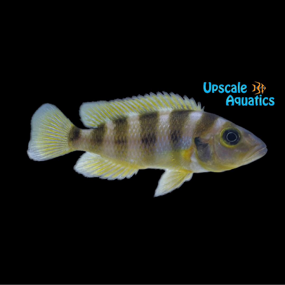 Gold Sexfasciatus Cichlid (Neolamprologus sexfasciatus gold)